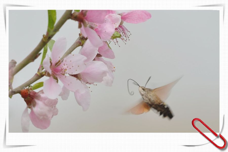 谁敢春天惹桃花---蜂蝶