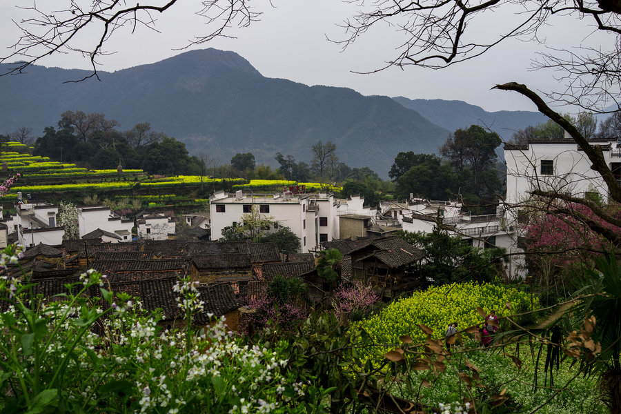 婺源春景图片