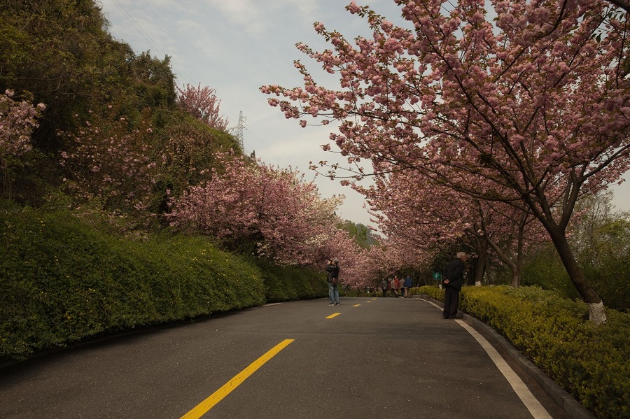 涟源黄龙樱花基地图片