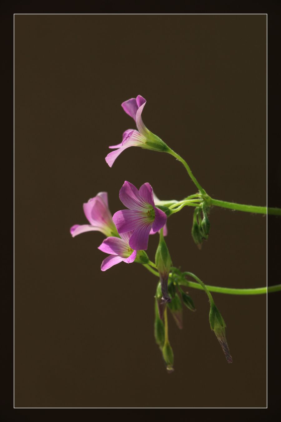 【紫色酢浆草摄影图片】生态摄影_太平洋电脑
