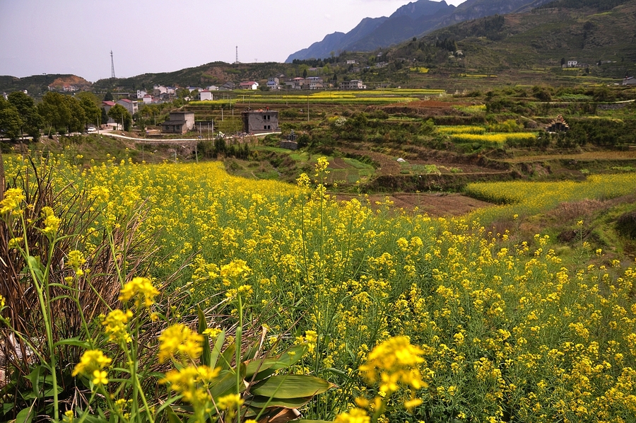 油菜之鄉--後坪鎮