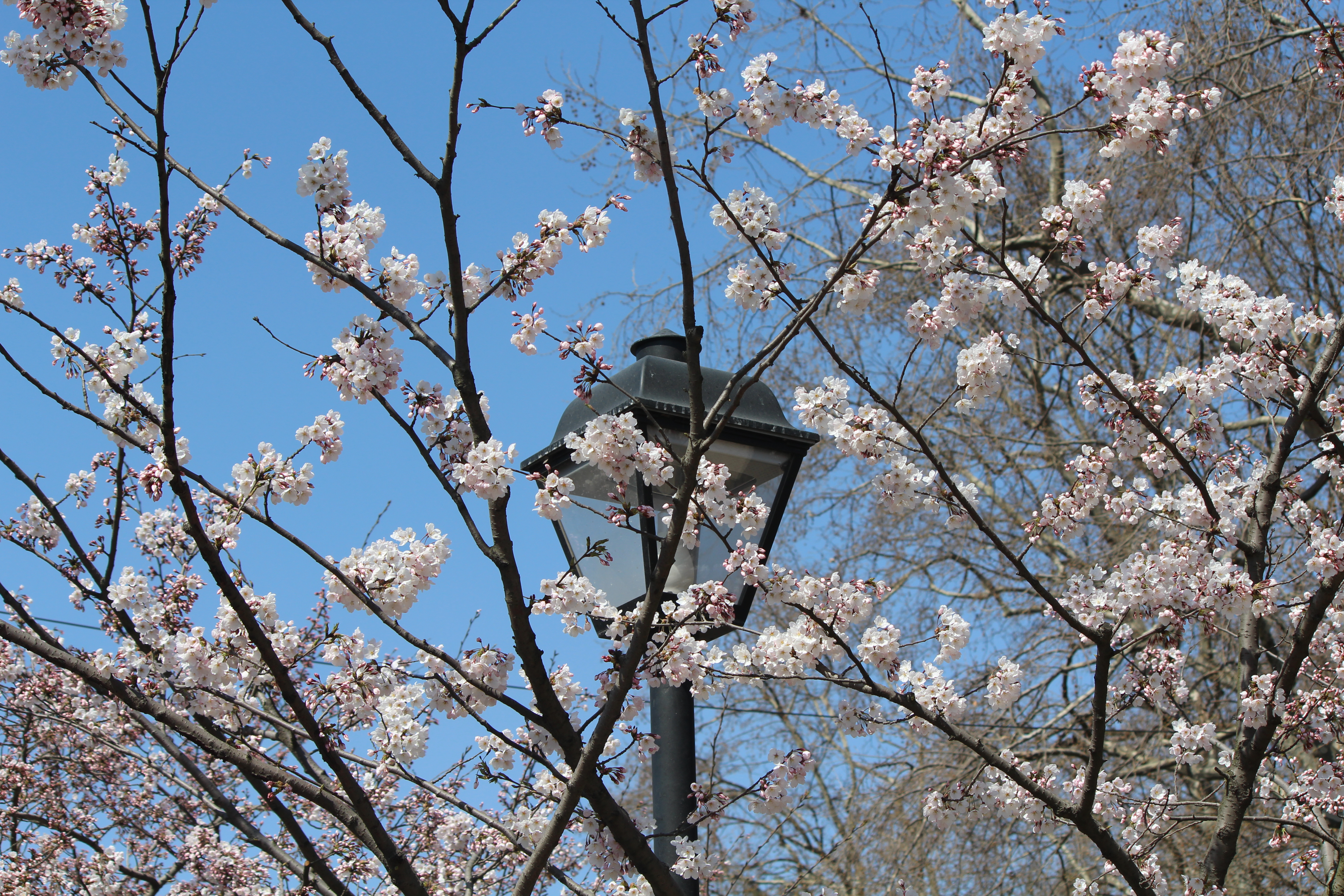 中山公园樱花