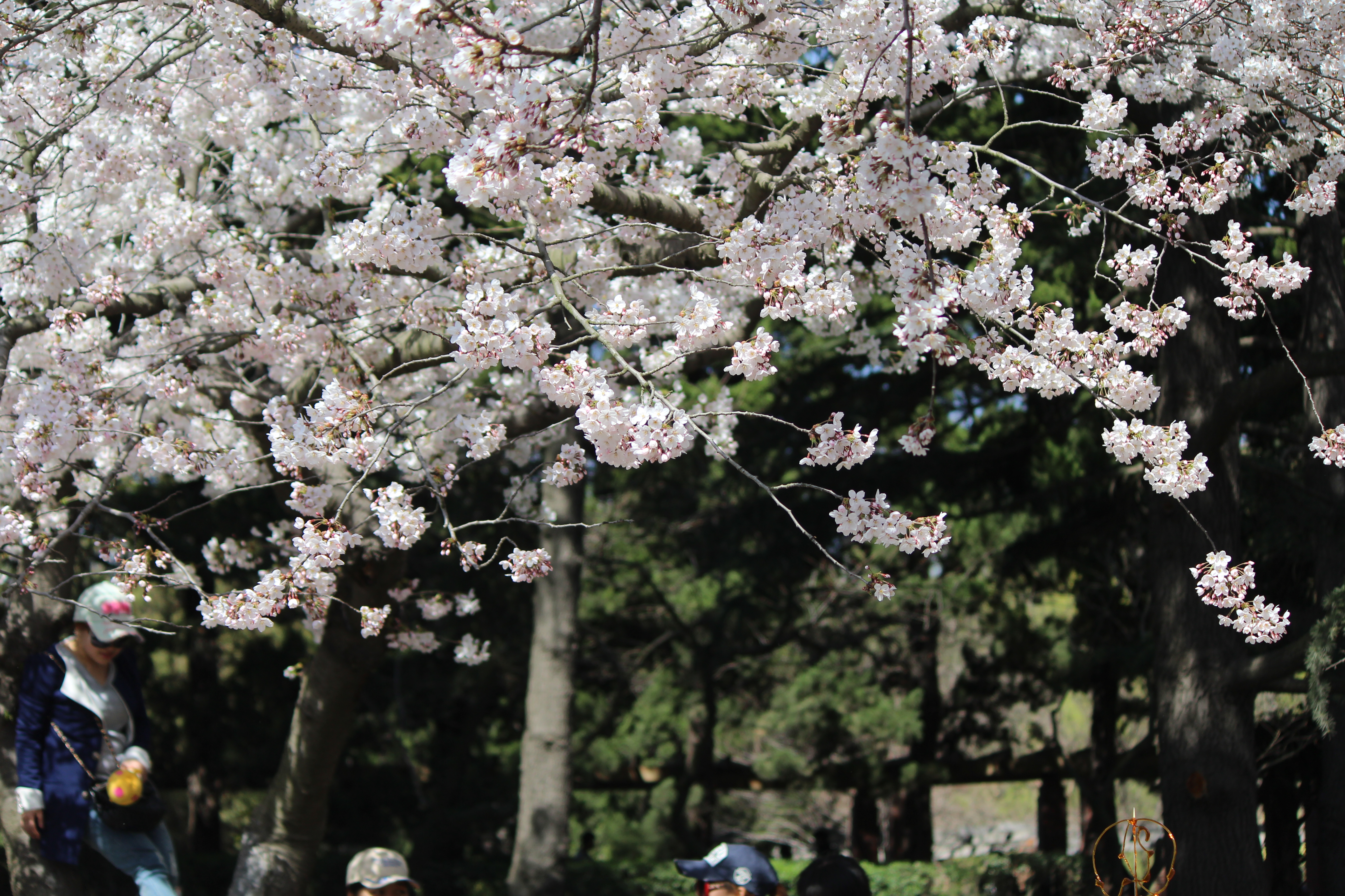 中山公园樱花