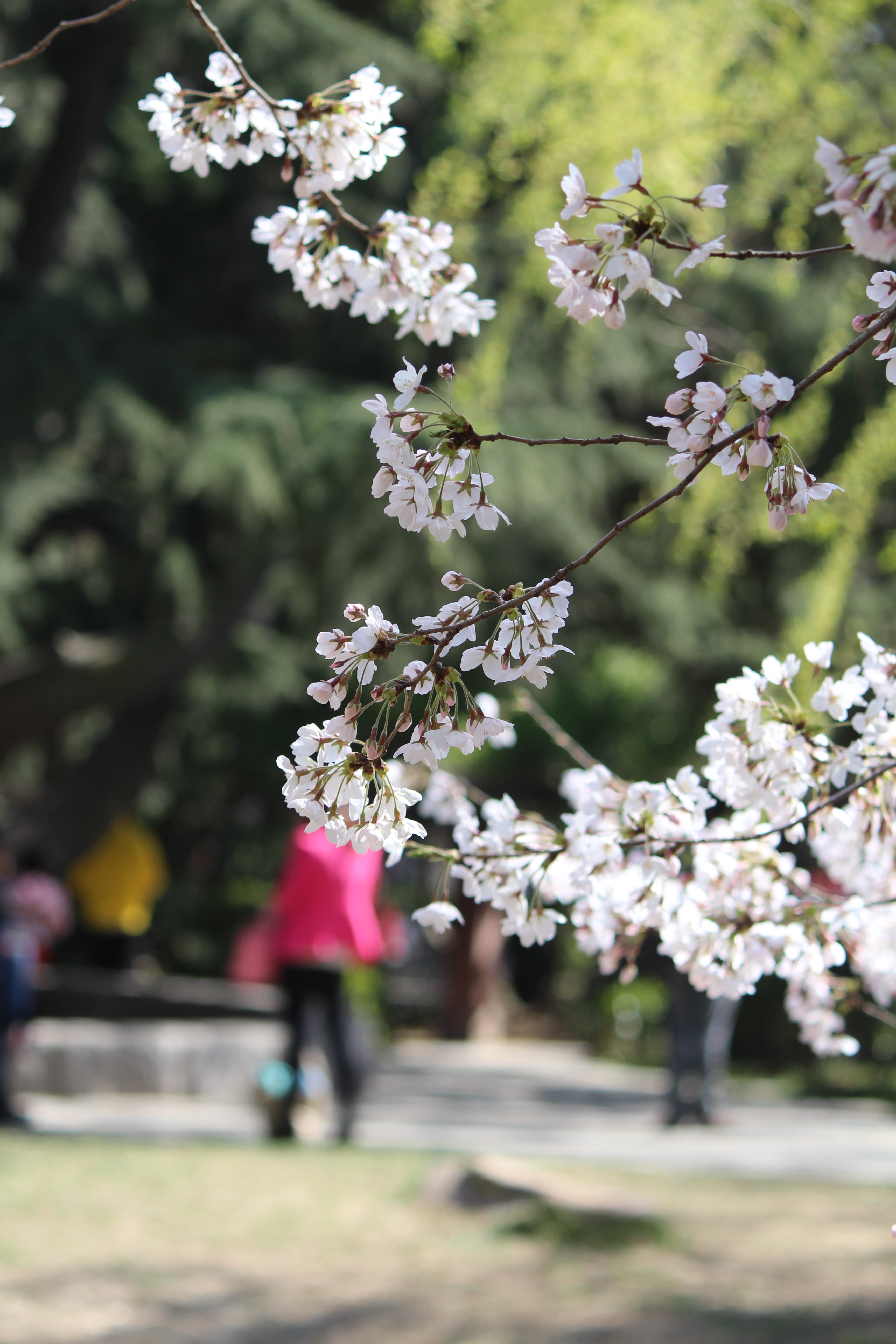 中山公园樱花