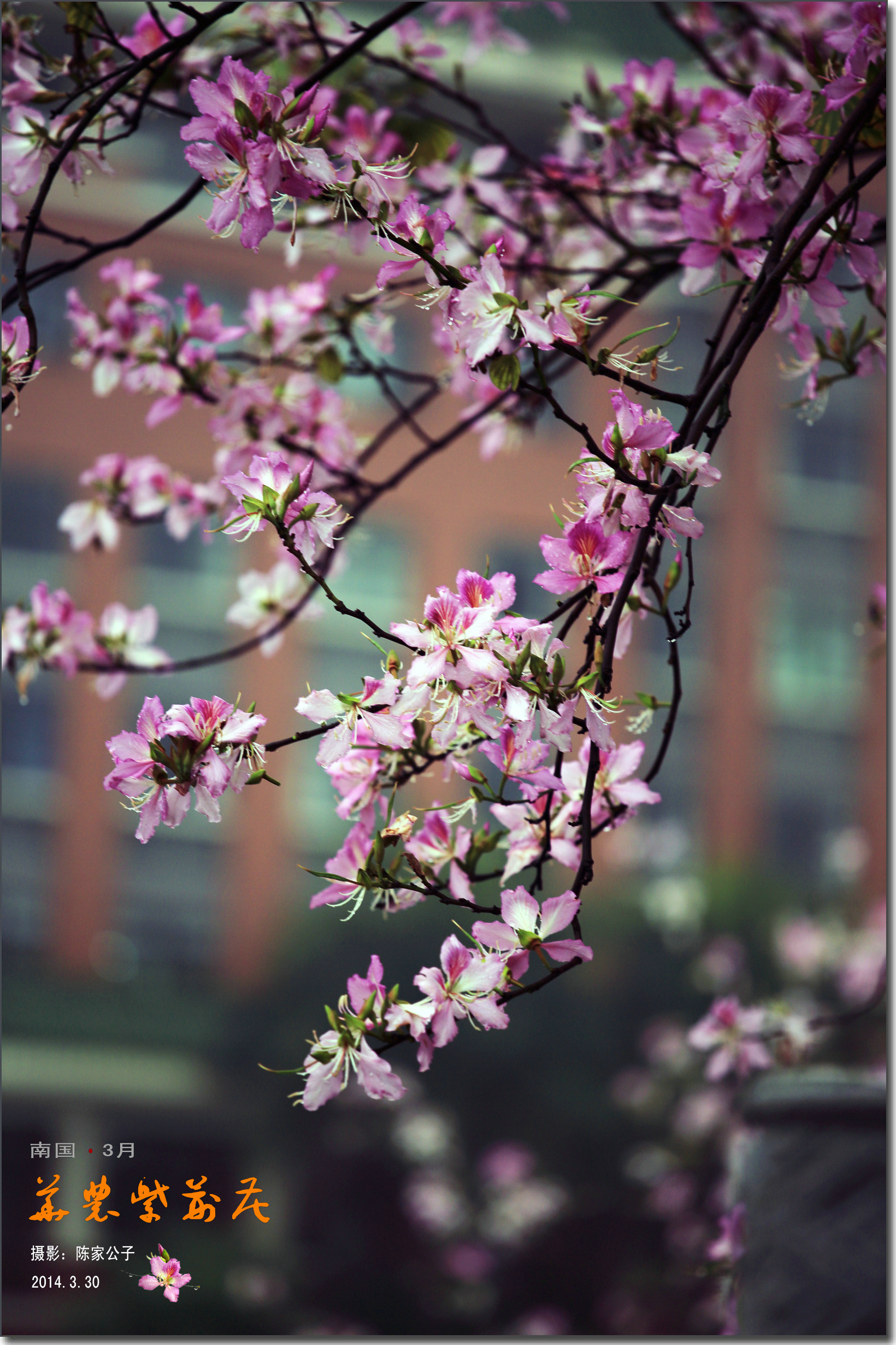 華農紫荊花