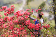 南雄杜鹃花正红