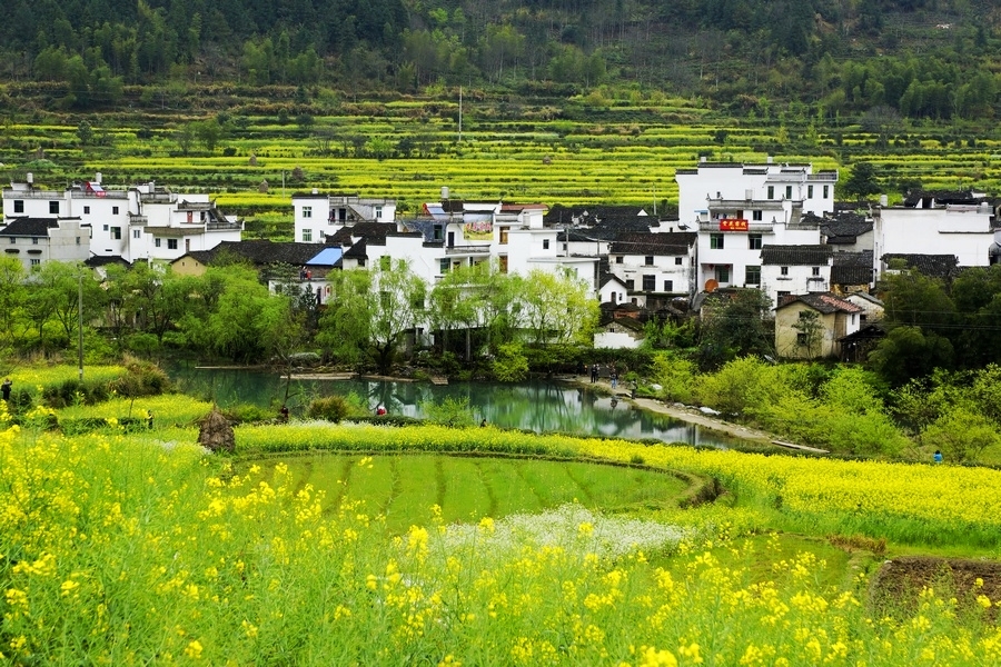 婺源春景图片