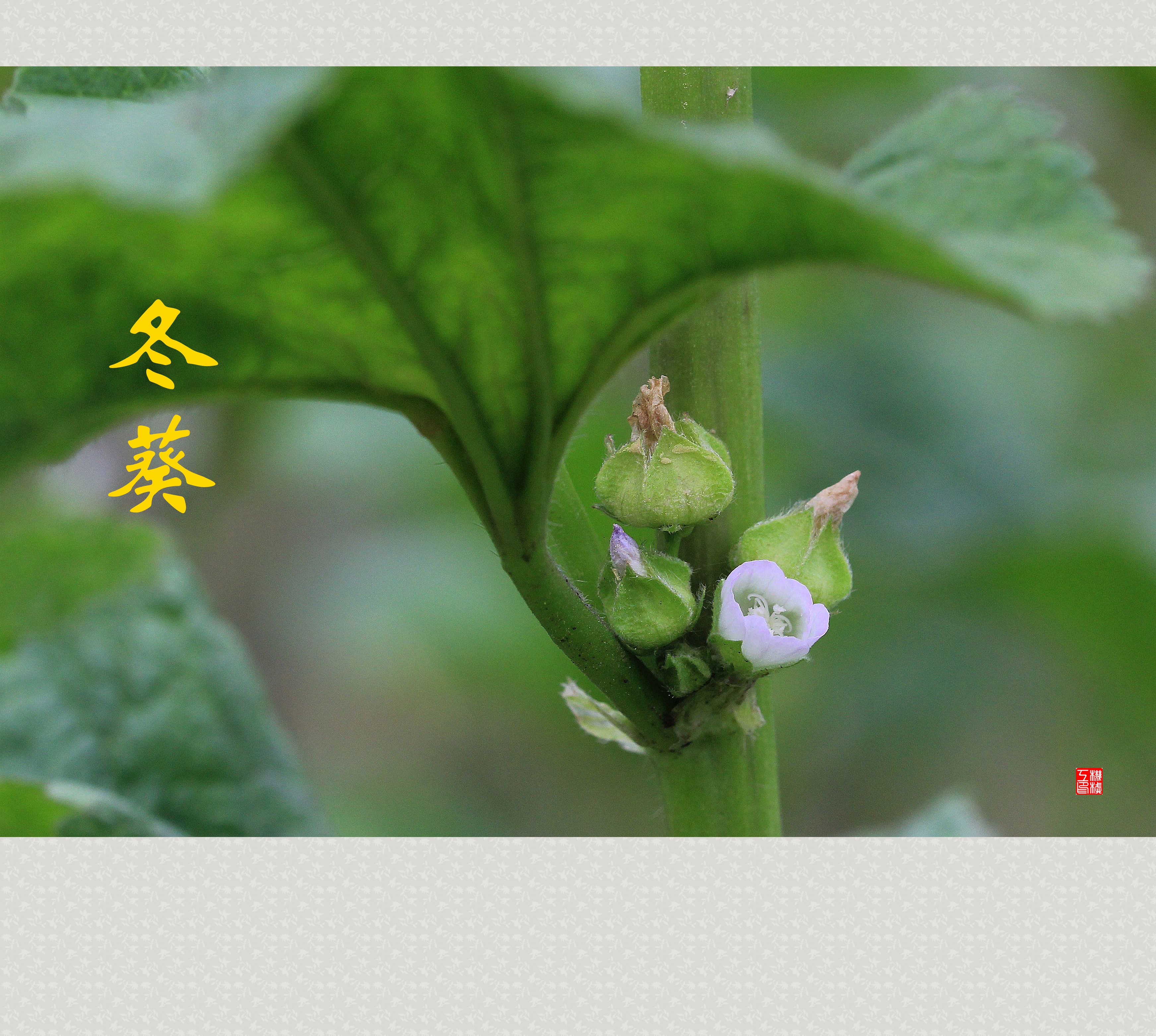 冬葵-神农架植物-图片