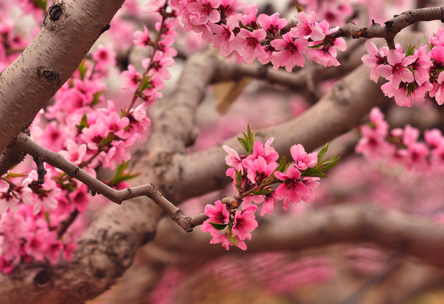 桃花盛开图片大全大图图片