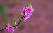 浓妆桃花艳，淡雅梨花靓。