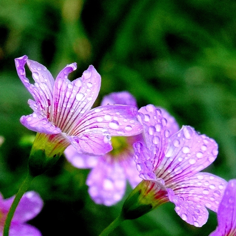 三葉草花