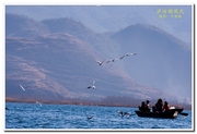 泸沽湖风光——海鸥与野鸭