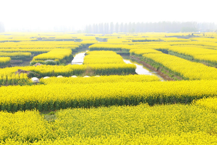 【兴化市垛田油菜花摄影图片】江苏省兴化市垛