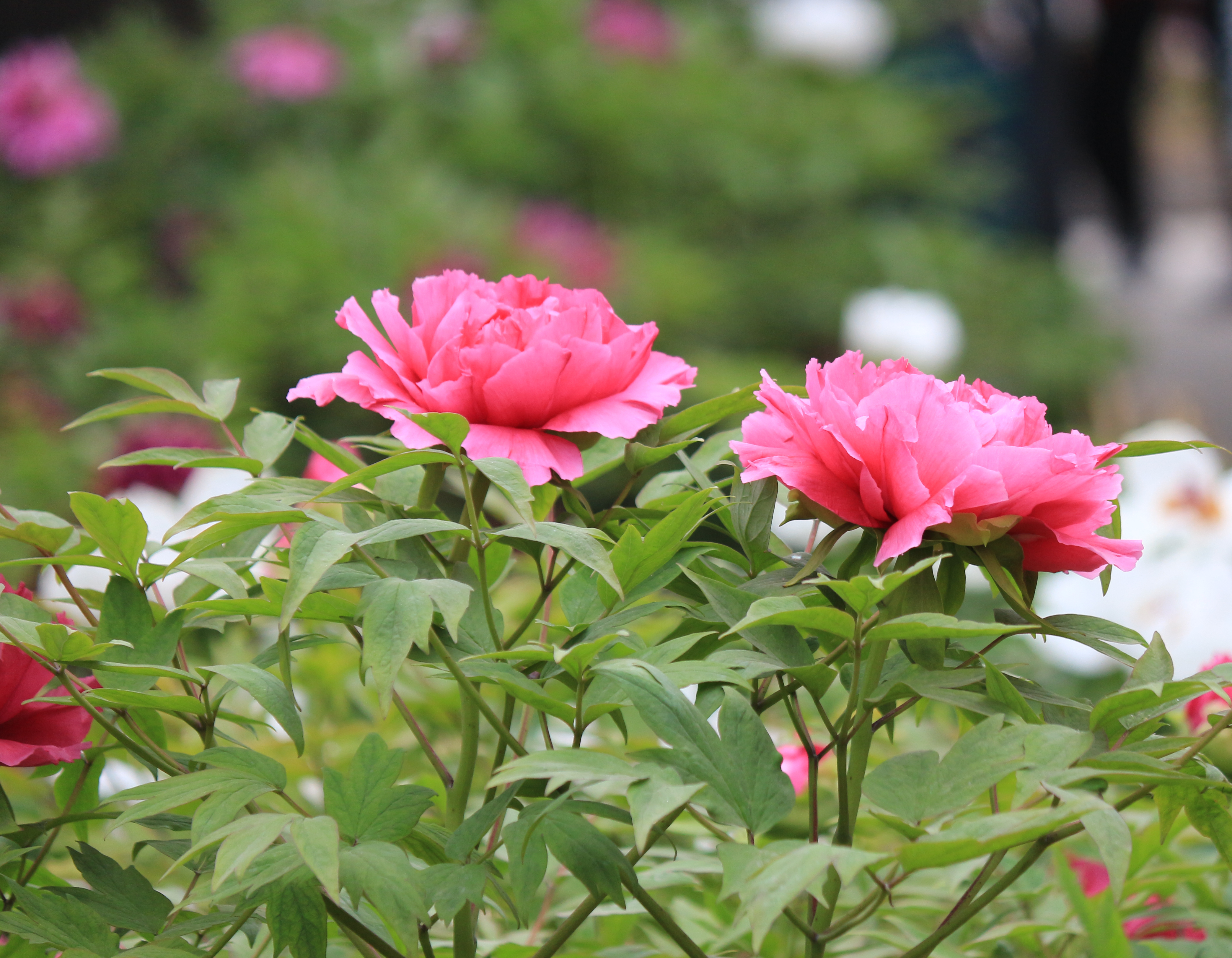 【牡丹花開攝影圖片】相山公園牡丹園生態攝影_僅靠吹牛不行_太平洋