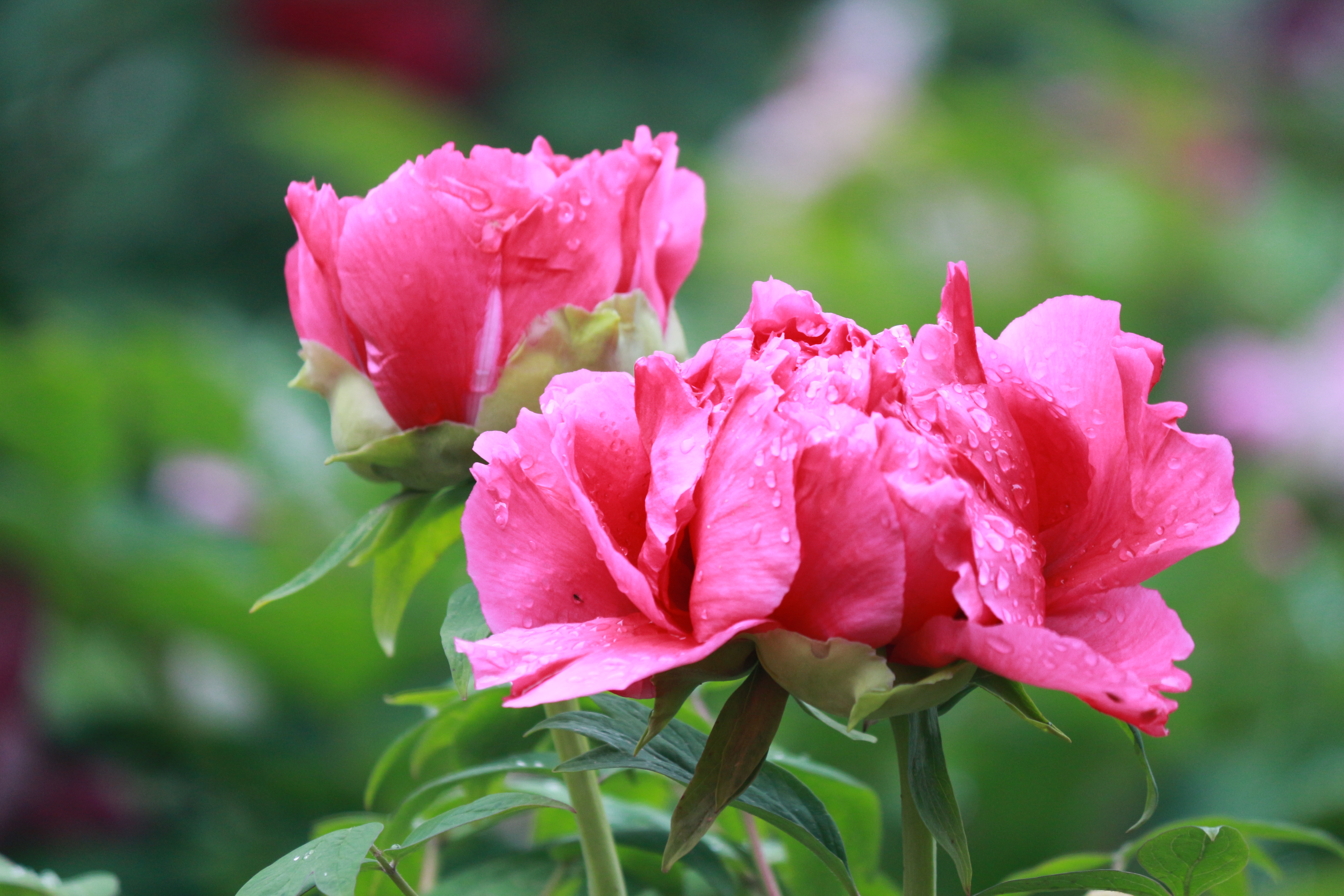 牡丹花大概几点开花(牡丹花一般几点钟开花)