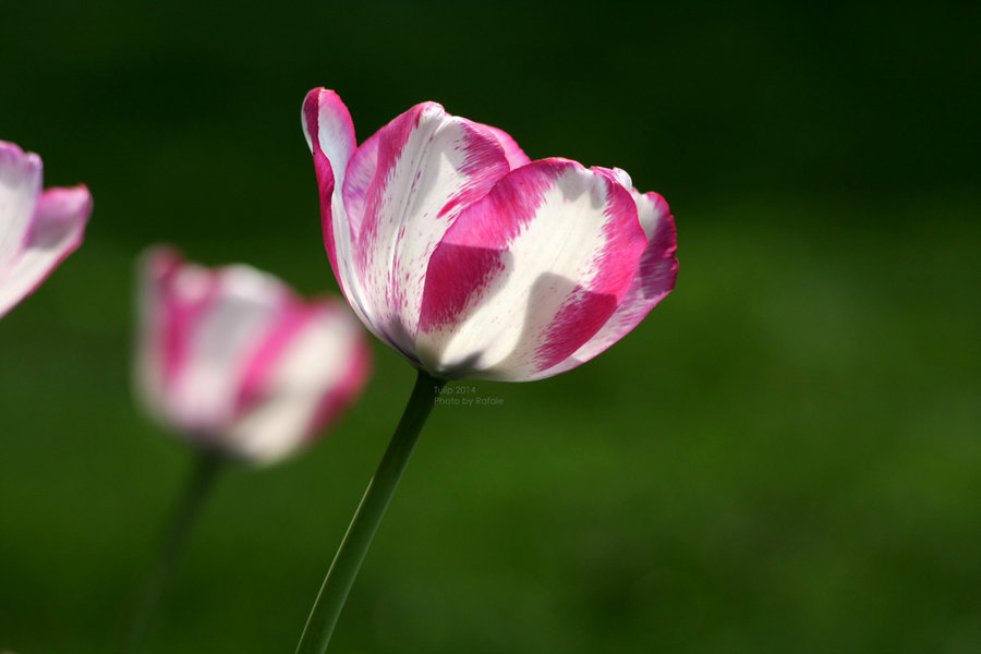 Tulip 2014