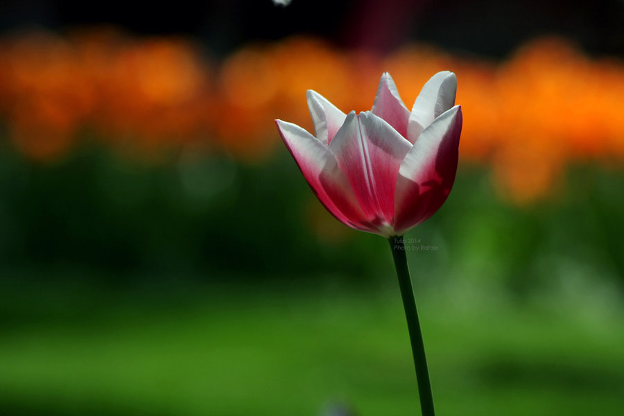 Tulip 2014