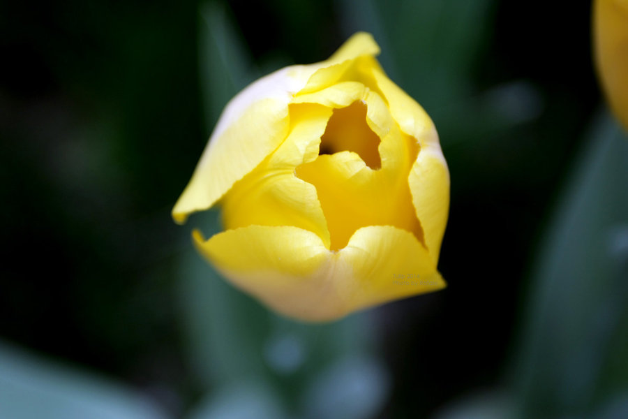 Tulip 2014