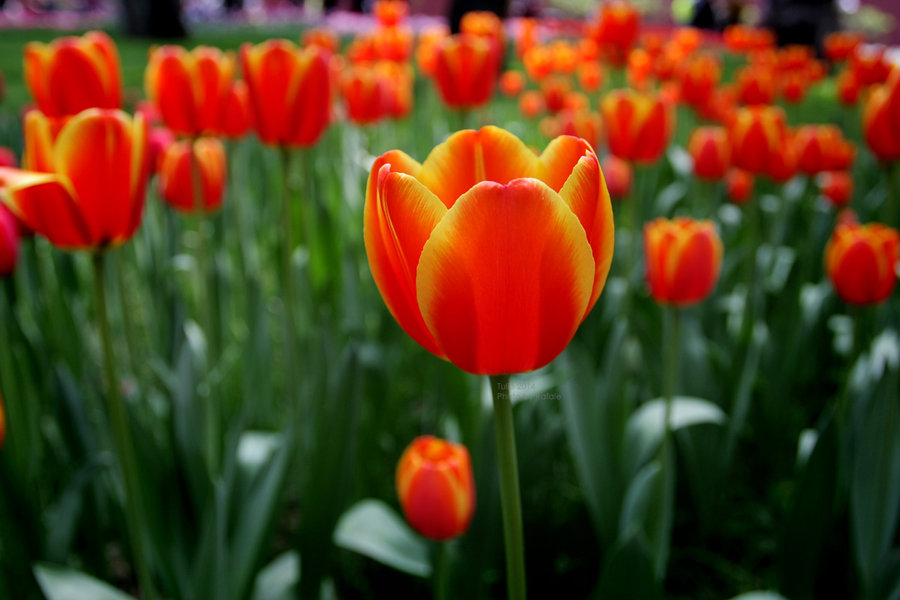 Tulip 2014