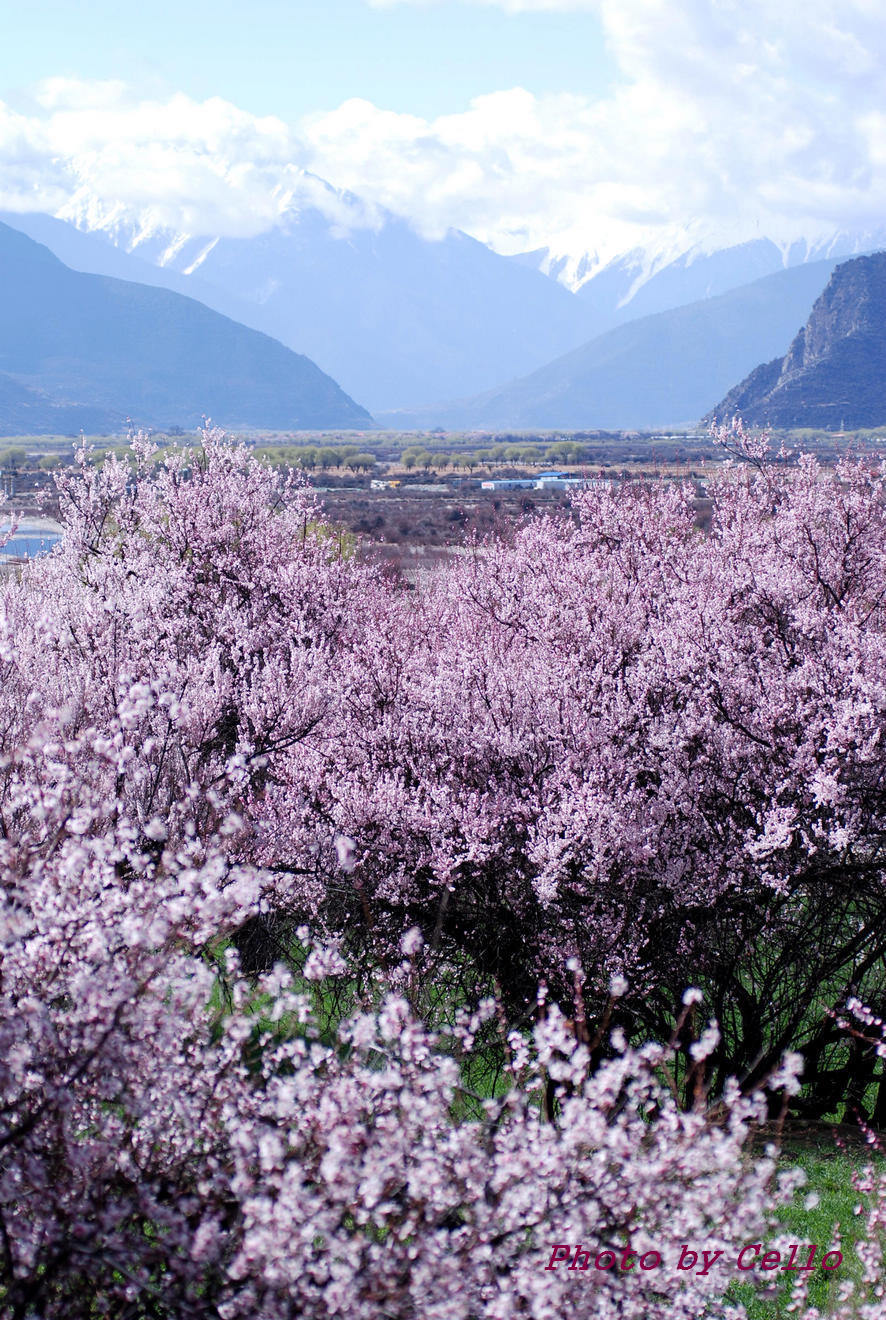 西藏林芝桃花節(高清)