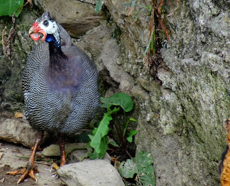 鼦