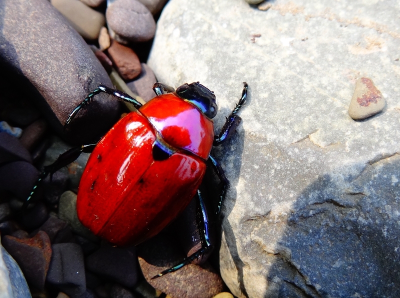红甲壳虫