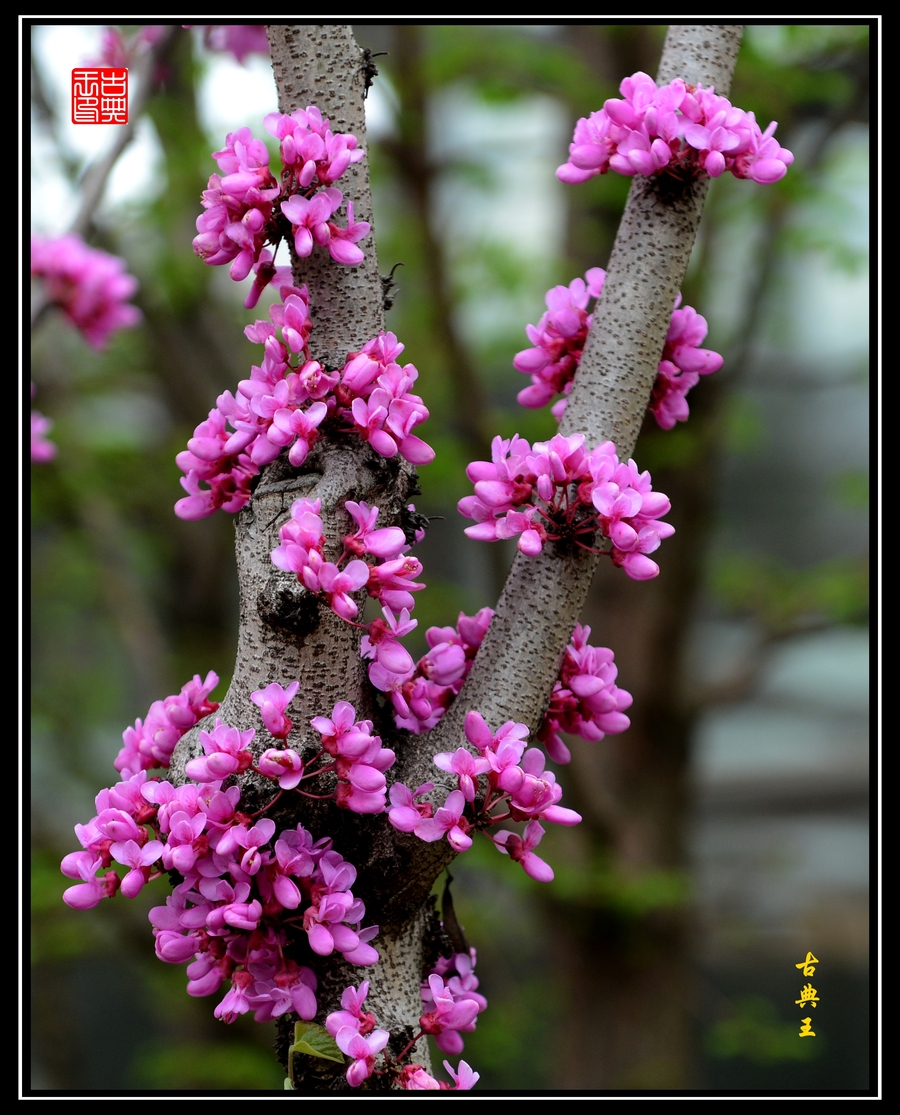 实拍:紫荆花开串串红