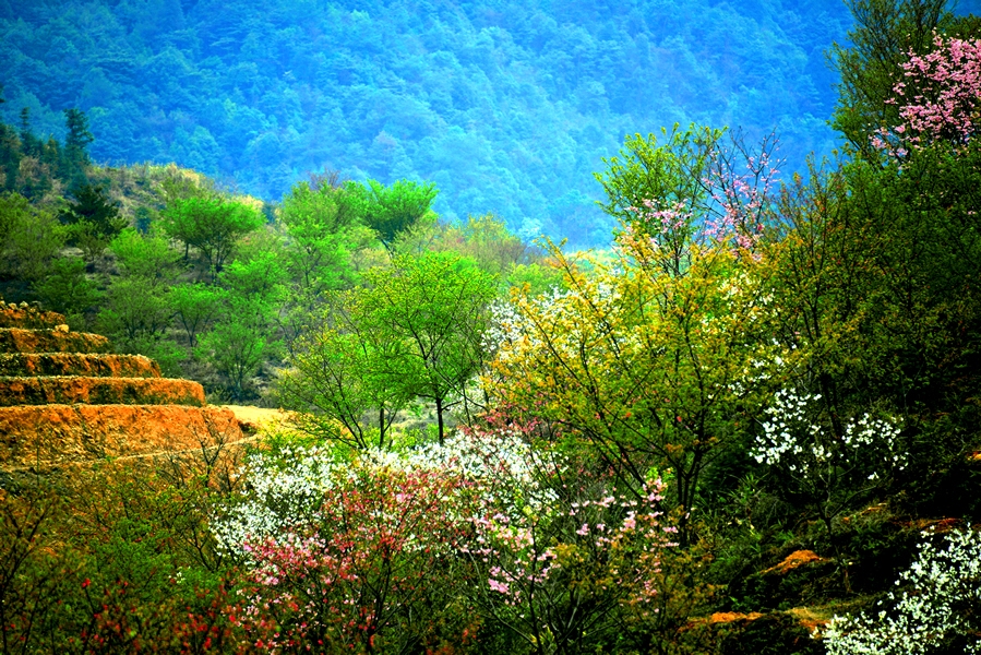 山坡上春天的景色图片