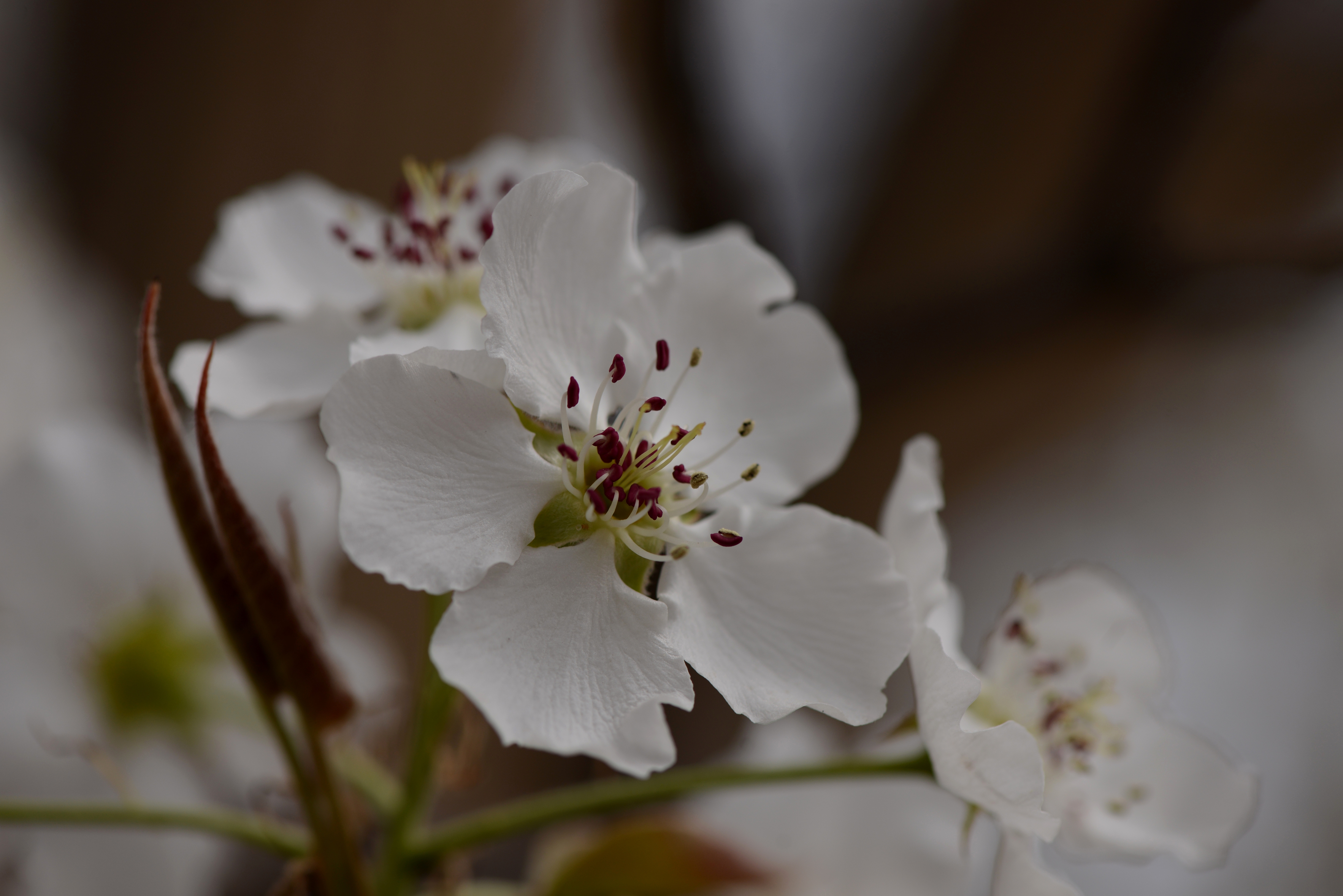 淡白梨花