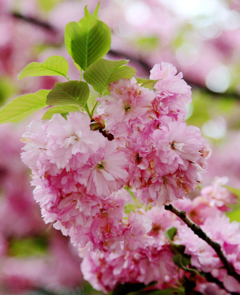 樱花盛开美图图片