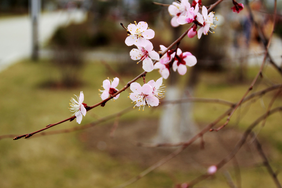 baochun