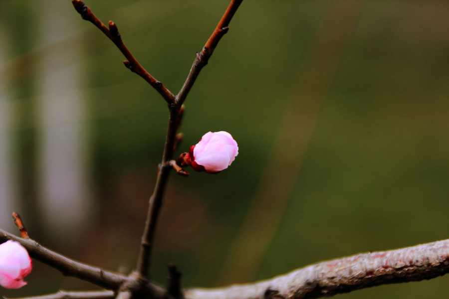 baochun