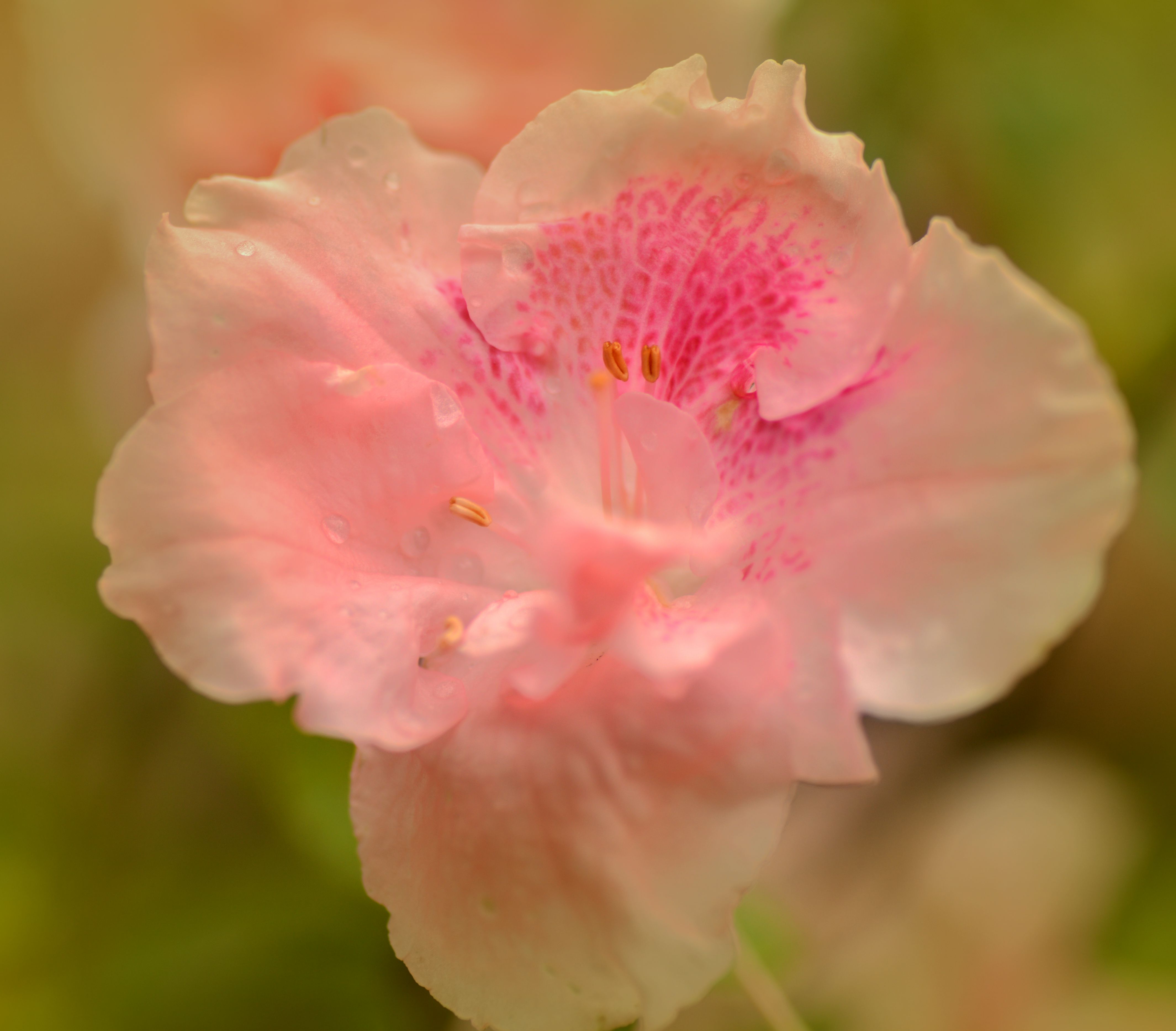 春天开的花有哪些?(春天开的花有哪些图片)