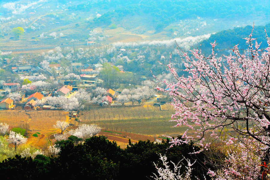 北國杏花村景