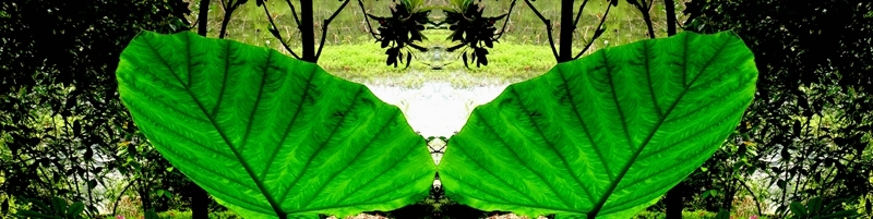 ҶĶ
