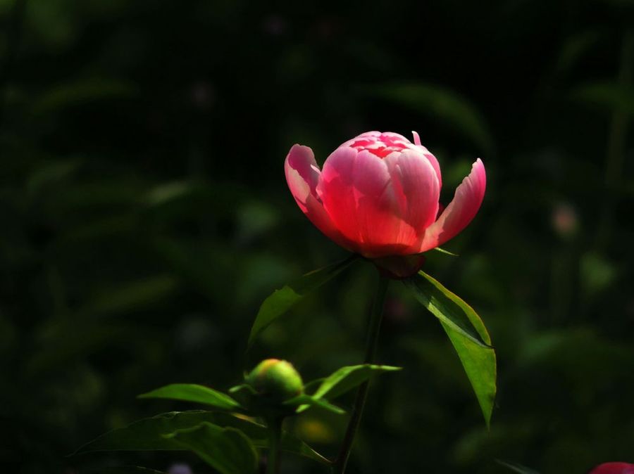 芍藥初放