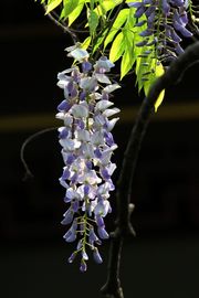 紫藤花开又-春