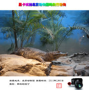 黑卡试拍北京动物园的爬行动物