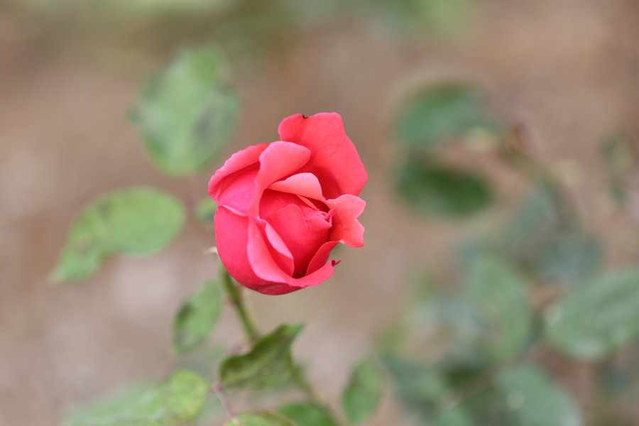 ¼