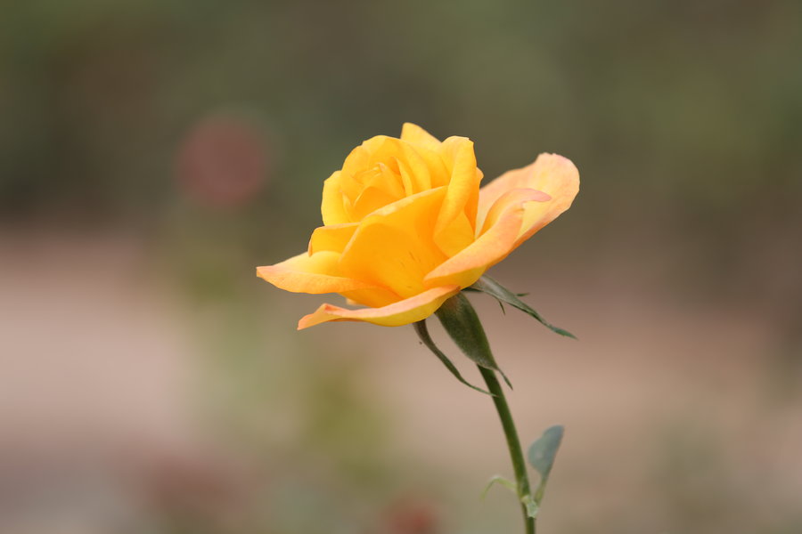 ¼