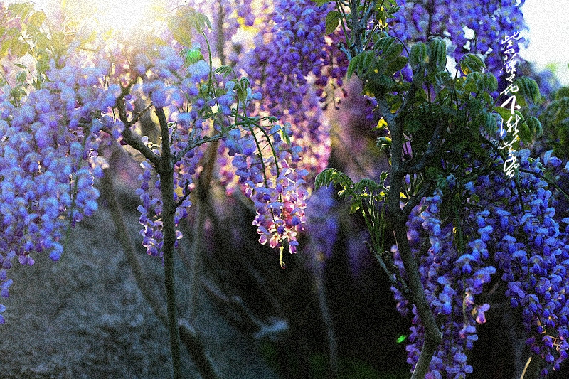 紫藤花下渐黄昏图片