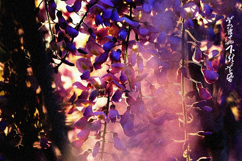 紫藤花下渐黄昏图片