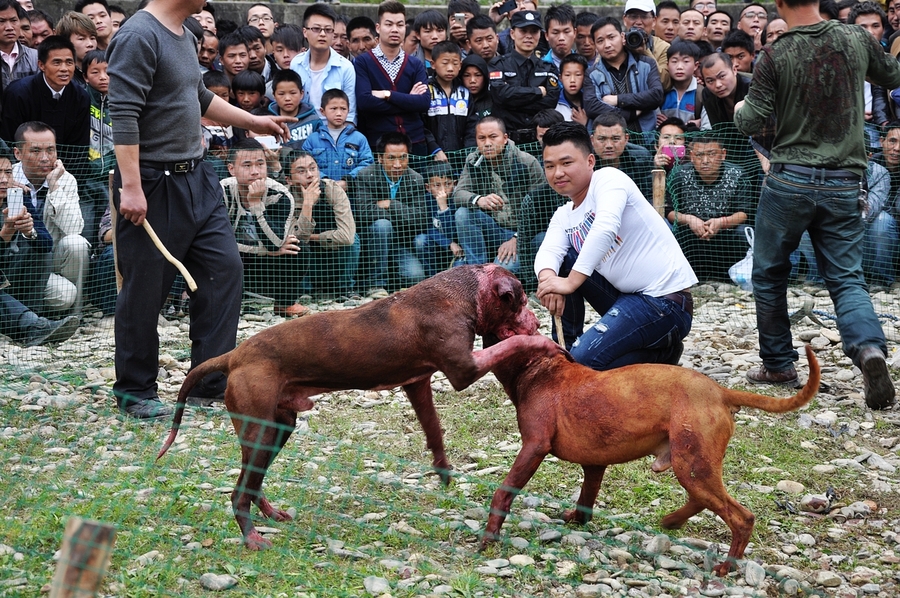 台江斗狗