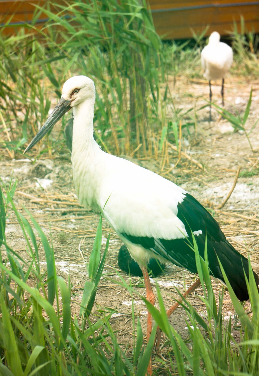大庆湿地鸟类图片