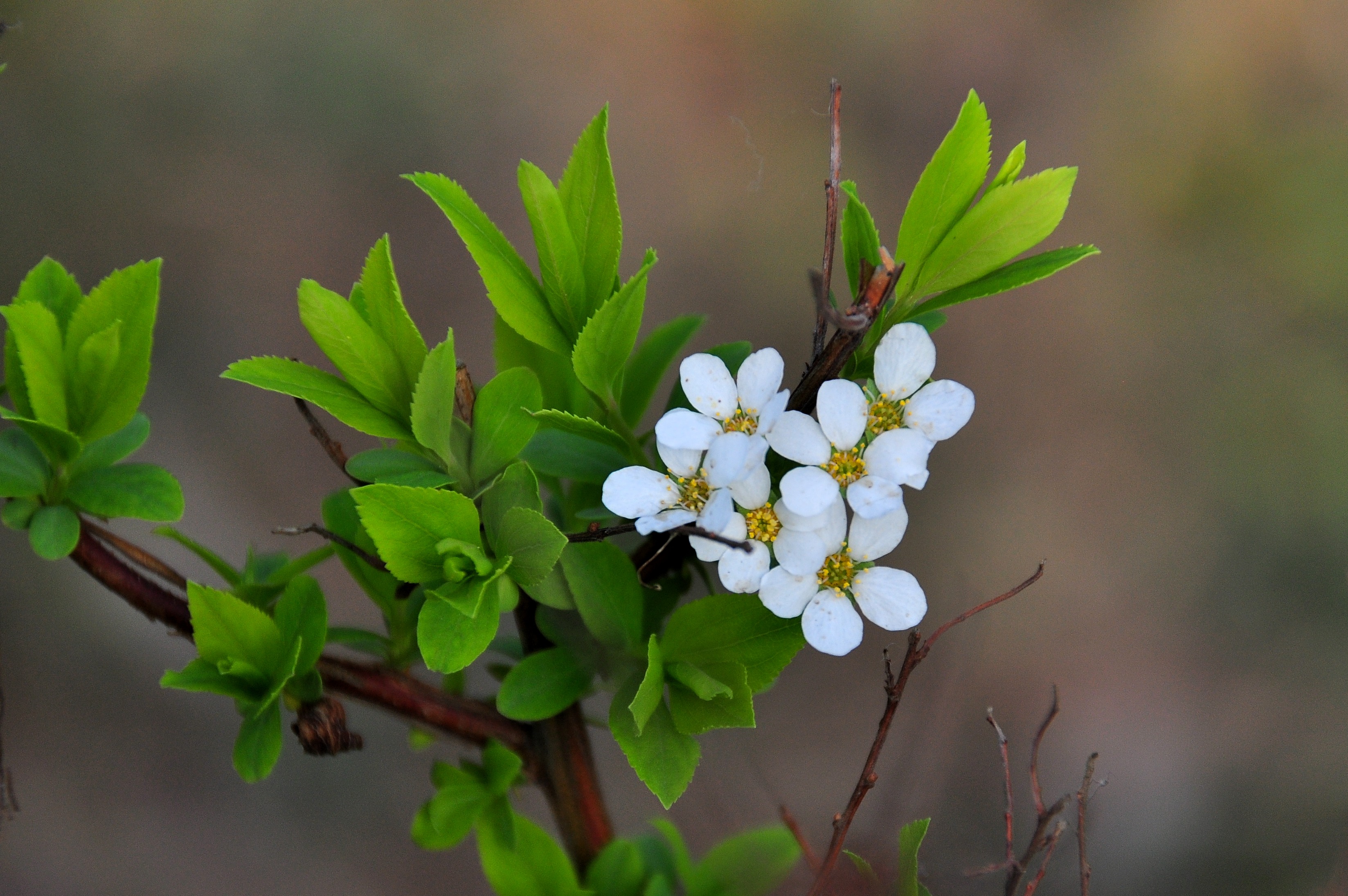 柳(垂柳)-雄花 Salix babylonica [南京玄武湖公園 Nanjing, China] | Flickr