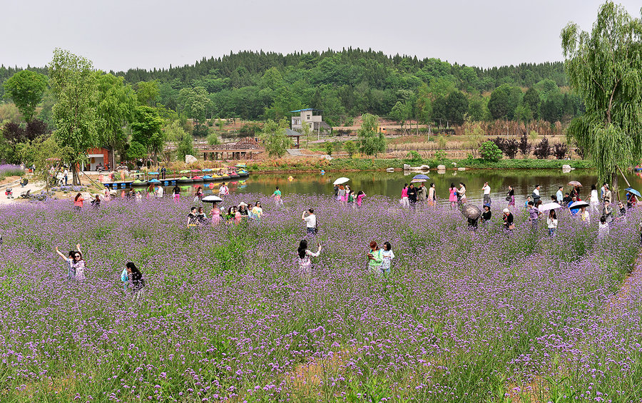 绵阳杨家香草园图片图片