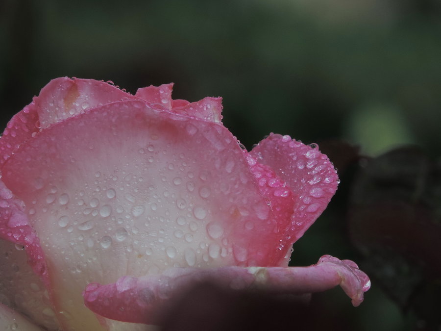 雨中花