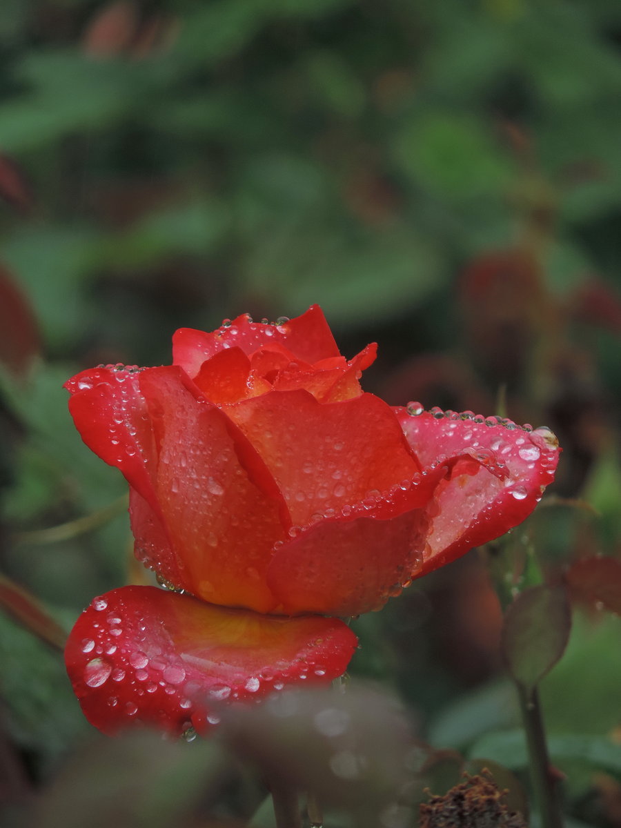 最美的雨中花图片图片