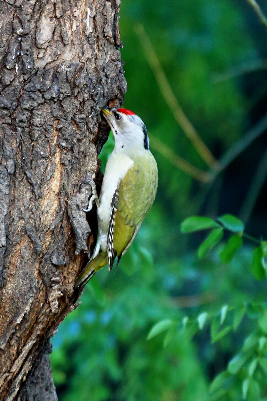 桂林啄木鸟图片