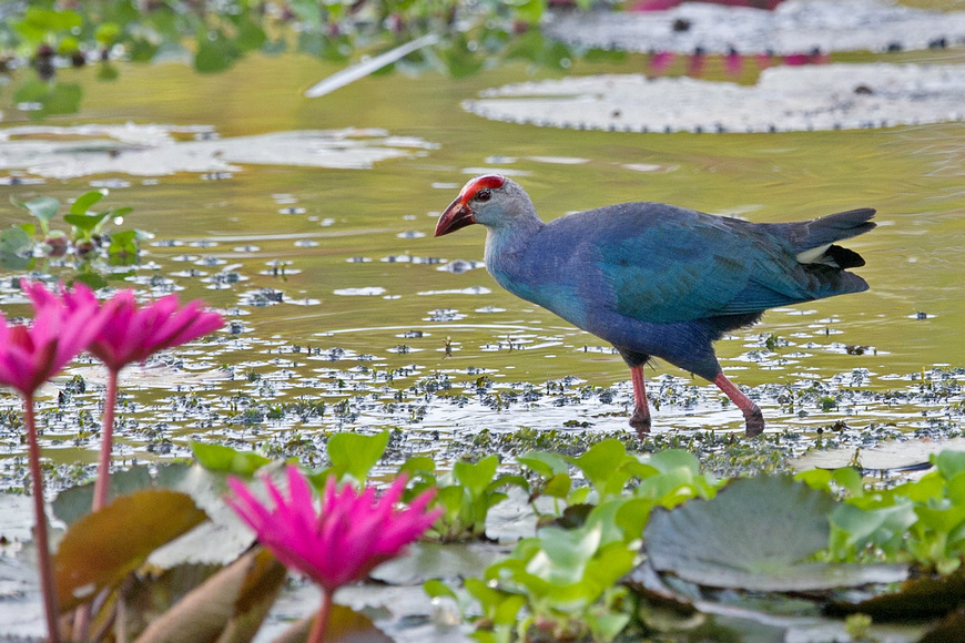 顺德龙江金紫公园有鸡图片